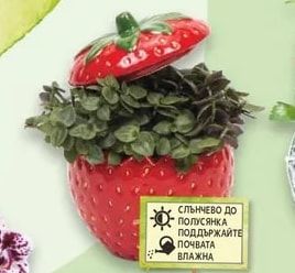Кализия в керамика