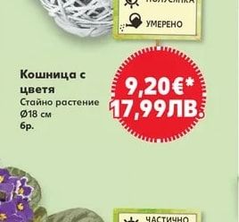 Сентполия