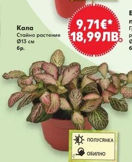 Кала