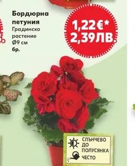 Бордюрна петуния