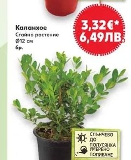 Каланхое