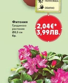 Фитония