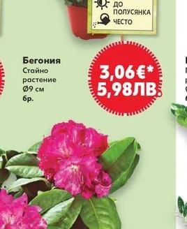 Бегония