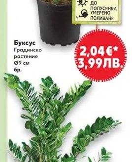Буксус