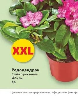 Рододендрон