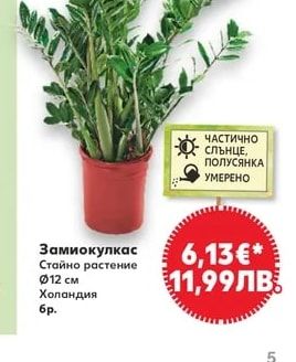 Замиокулкас