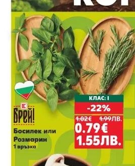 Босилек или Розмарин