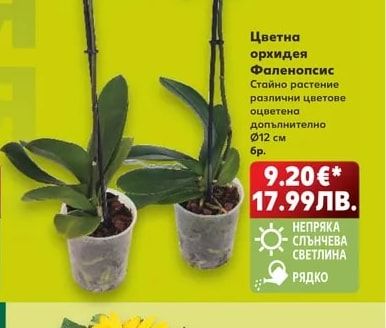 Цветна орхидея Фаленопсис