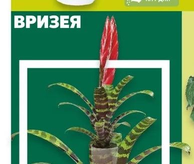 Вризея, Гузмания или Тиландсия
