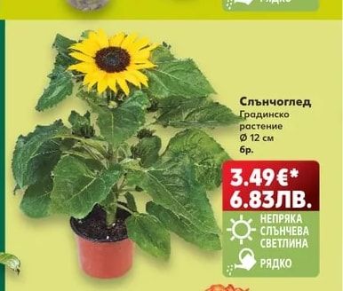 Слънчоглед