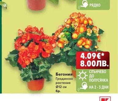 Бегония