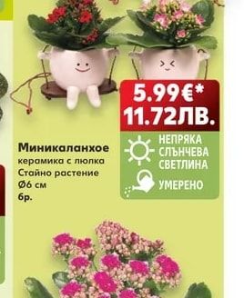 Миникаланхое