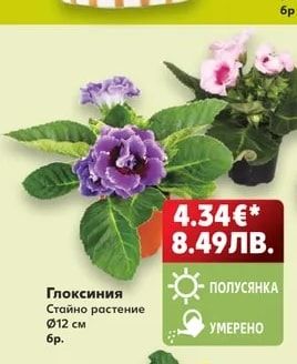 Глоксиния