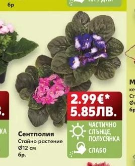 Сентполия
