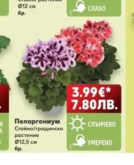 Пеларгониум