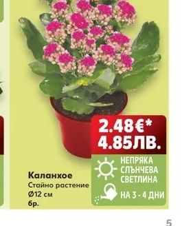 Каланхое