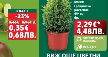 Лавандула