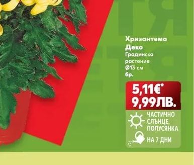 Хризантема Деко