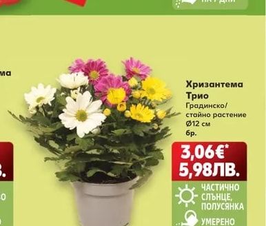 Хризантема Трио