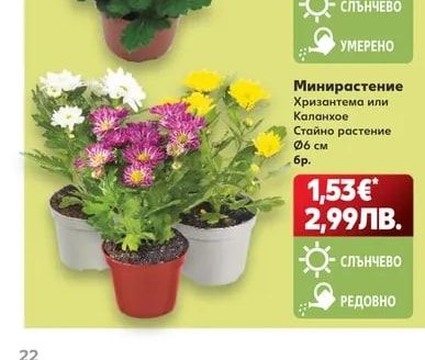 Минирастение Хризантема или Каланхое