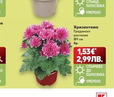 Хризантема