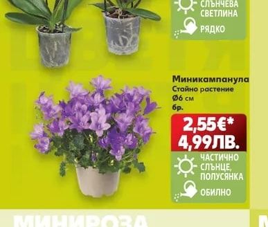 Орхидея Фаленопсис