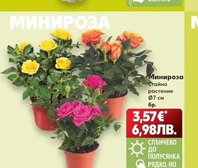Миникампанула