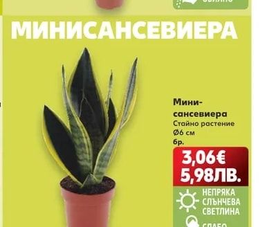 Хамедорея