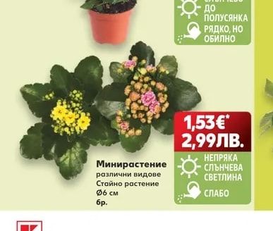 Минироза