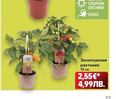 Мини-сансевиера