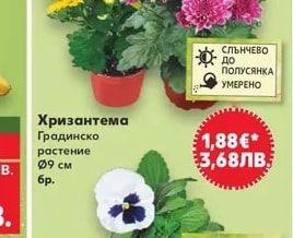 Теменужка