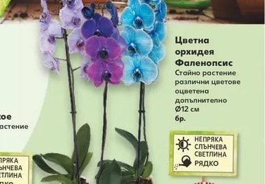 Цветна орхидея Фаленопсис