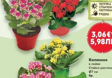 Каланхое