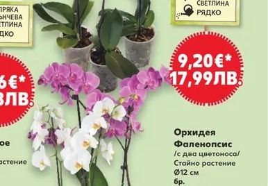 Орхидея Фаленопсис