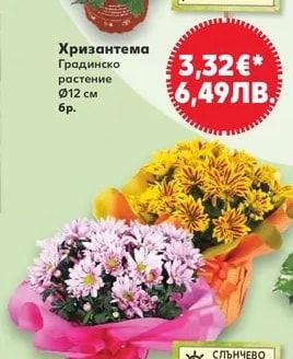 Хризантема Градинско растение