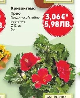 Хризантема Трио Градинско/стайно растение