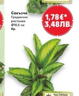 Сакъзче Градинско растение