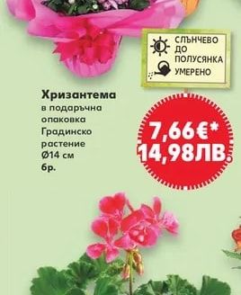 Хризантема в подаръчна опаковка Градинско растение