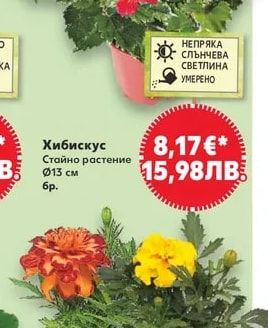 Хибискус Стайно растение
