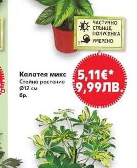 Калатея микс Стайно растение