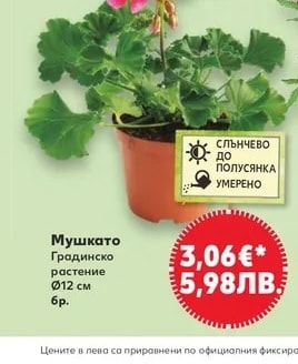Мушкато Градинско растение