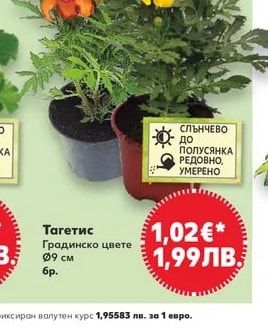 Тагетис Градинско цвете