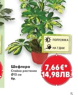 Шефлера Стайно растение