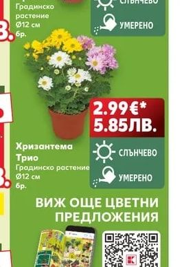 Хризантема Градинско растение