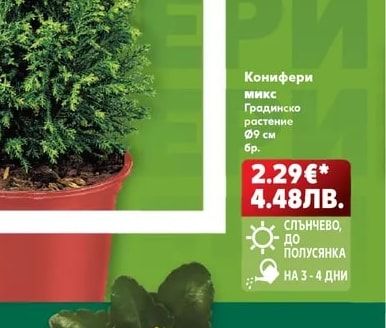 Конифери микс
