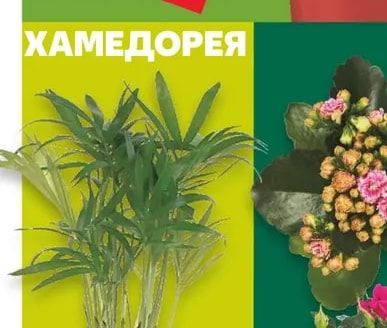Хамедорея