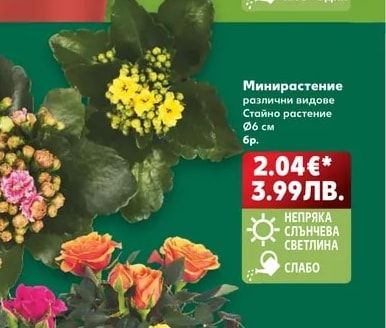 Минирастение