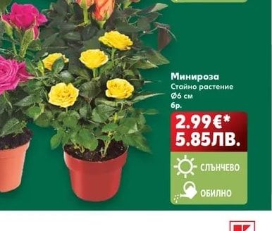 Минироза