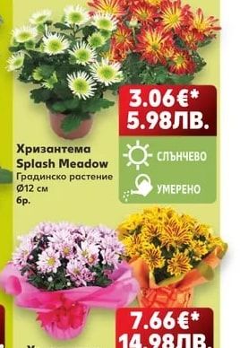 Хризантема Splash Meadow