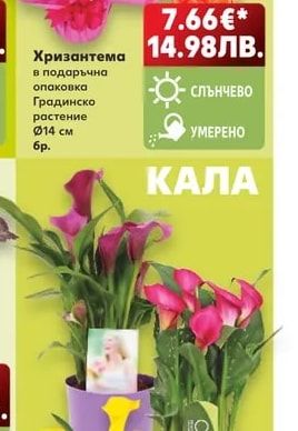 Хризантема в подаръчна опаковка
